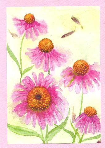 Echinacea